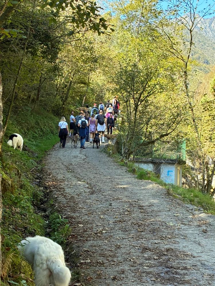 Il sentiero nel bosco, verso il torrente