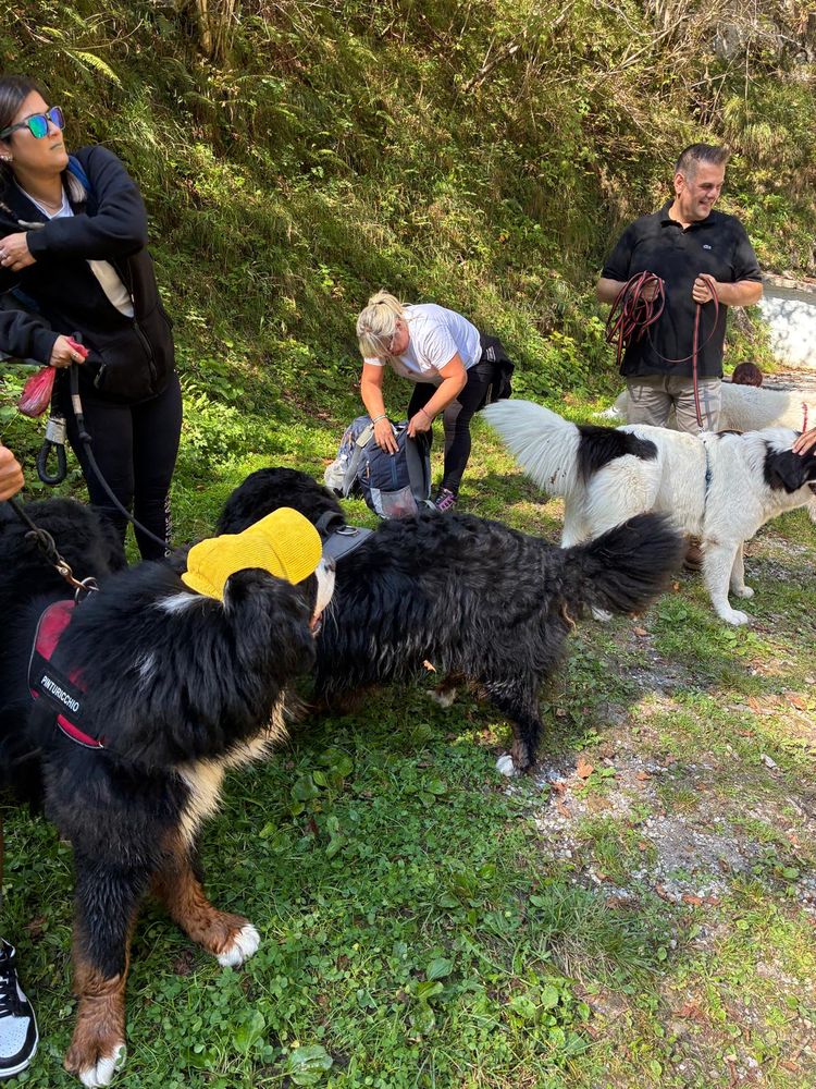 Cani di tutte le taglie si conoscono sull'erba