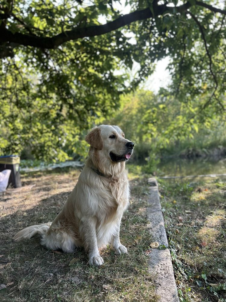 Un golden seduto all'ombra