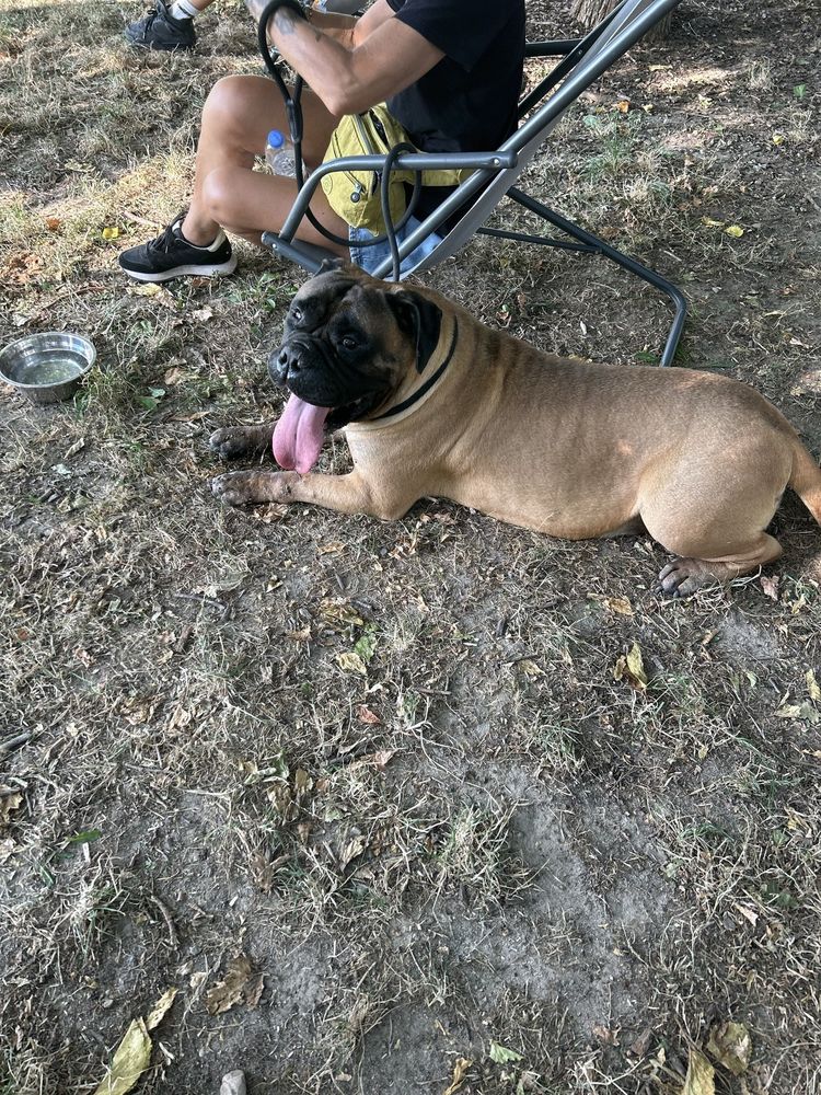 Un cane si riposa nell'erba