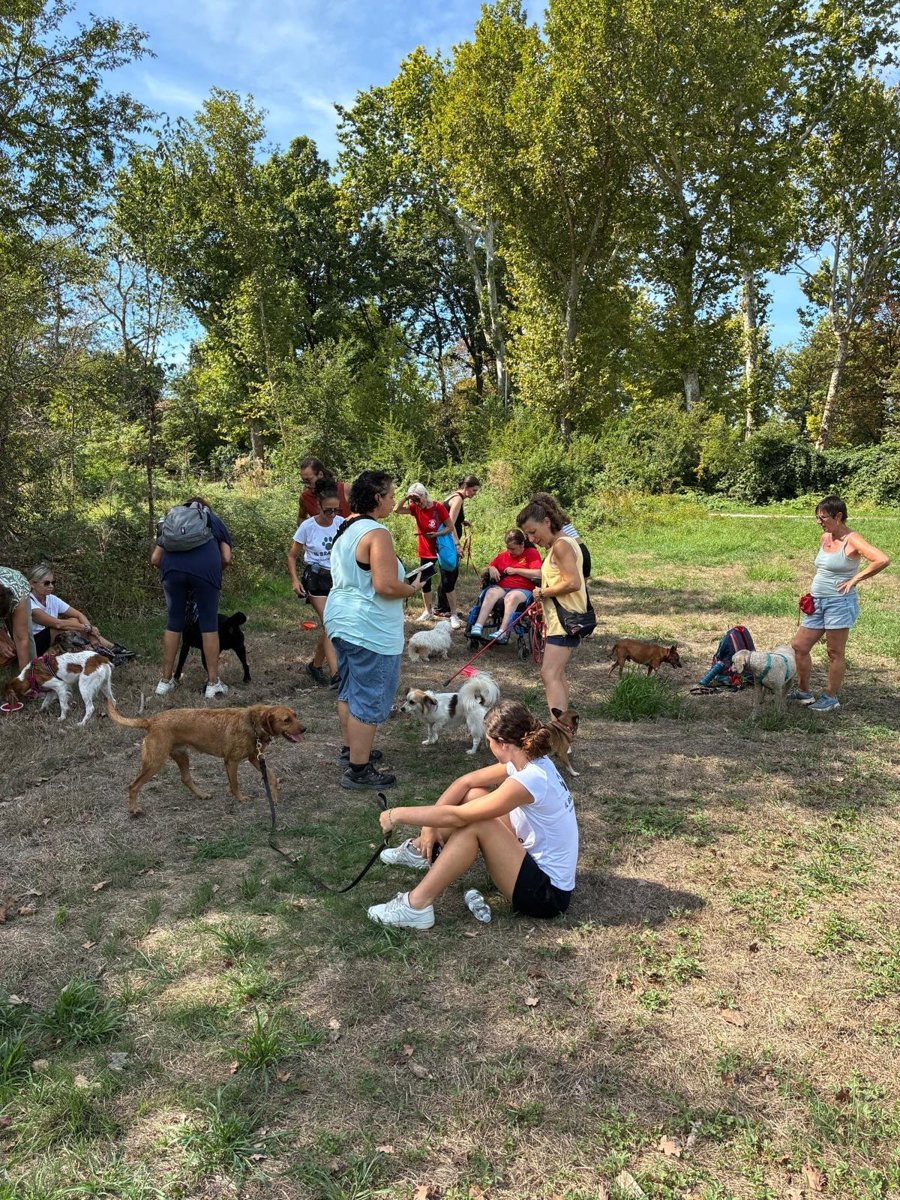 Il gruppo del mattino all'ombra degli alberi, i cani liberi in mezzo