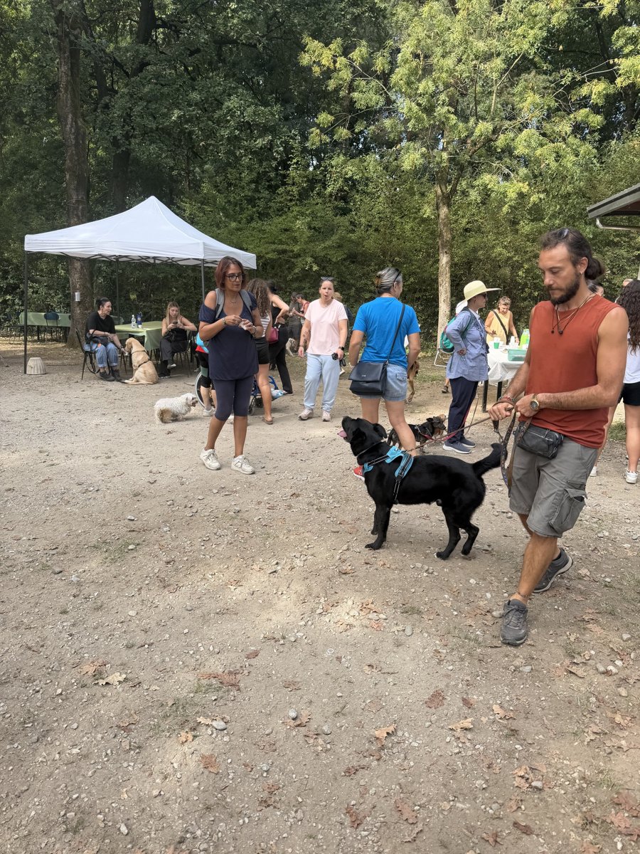Persone e cani intorno al gazebo, nella luce del primo pomeriggio
