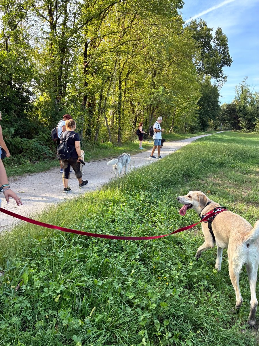 Un labrador annusa l'erba alta lungo il sentiero