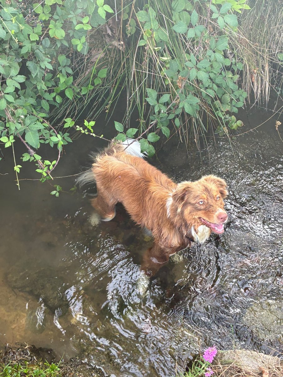 Un golden si rinfresca nel torrente