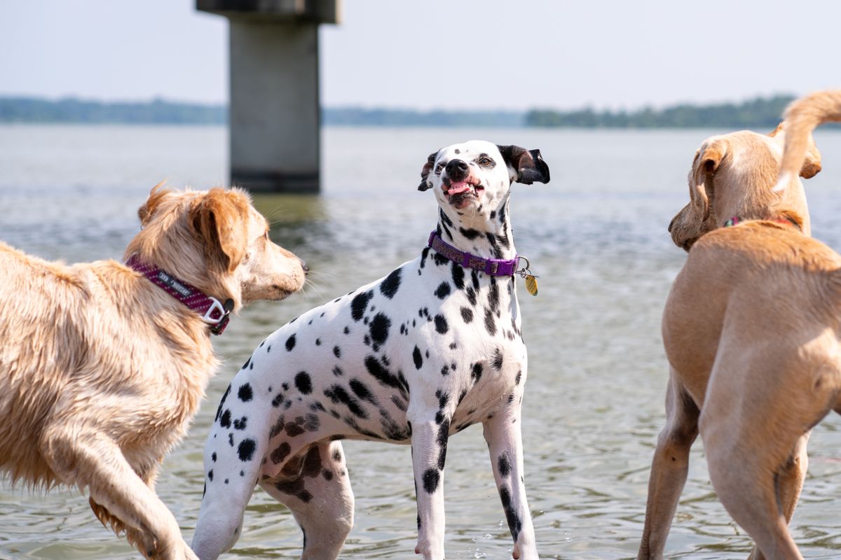 Tre cani al lago, una giornata da branco